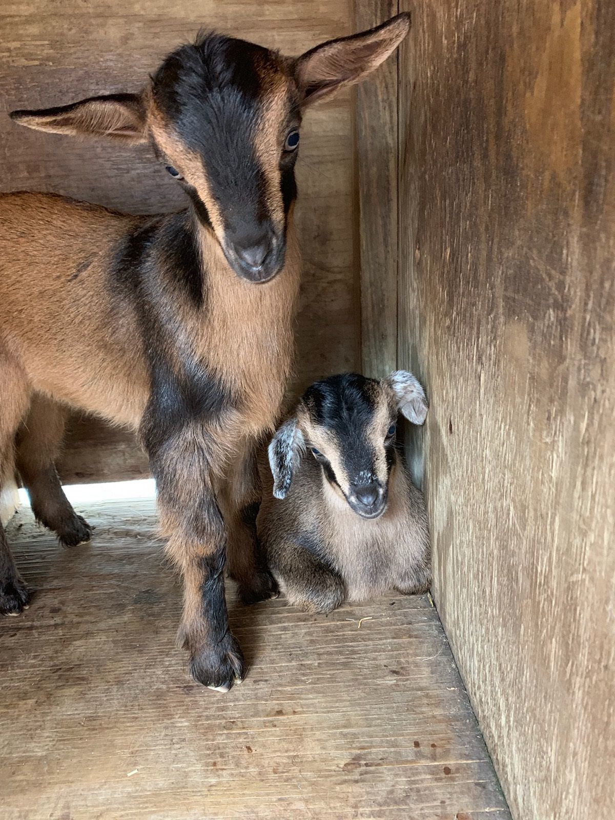 Rex and Bo Peep.jpg
